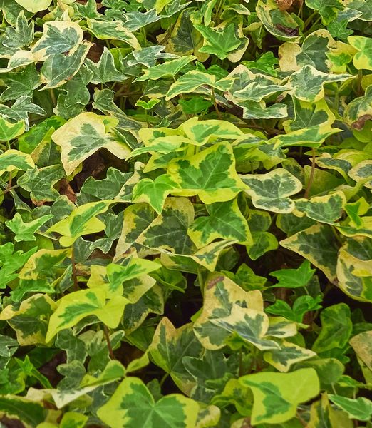 Hedera helix 'Yellow Ripple'